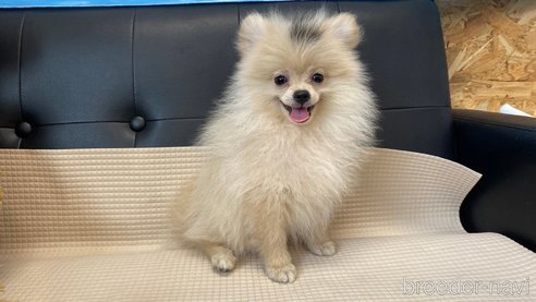 成約済の兵庫県のポメチワ:ポメラニアン×チワワ-323684の8枚目